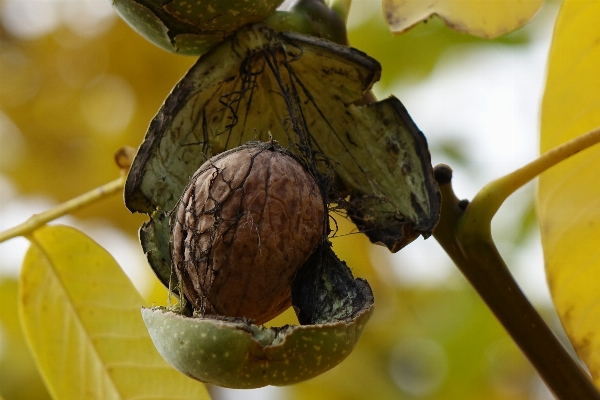 Foto árvore filial plantar fruta