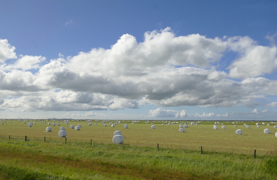 Landschaft meer natur gras