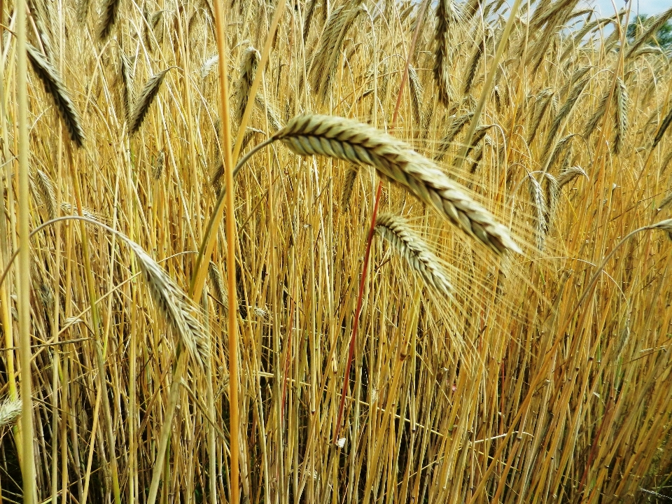 Césped planta heno campo