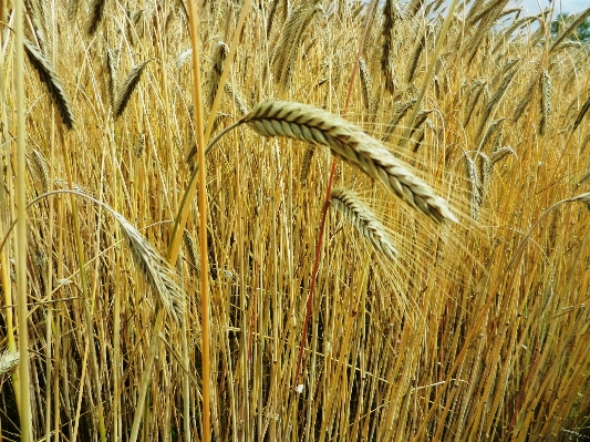 Grass plant hay field Photo