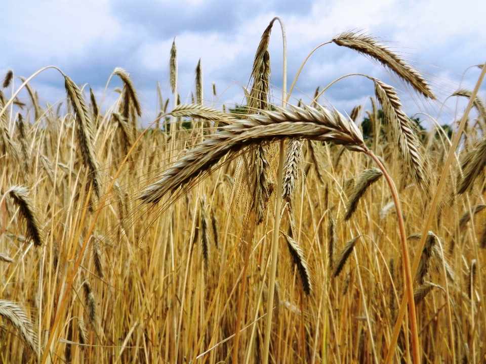 Plant hay field barley