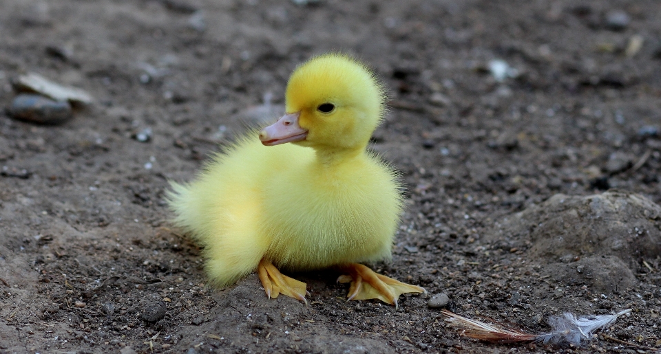 Burung imut-imut margasatwa empuk