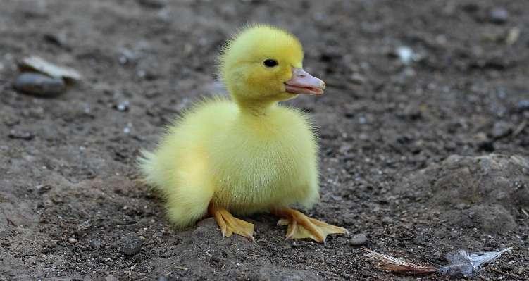 Foto Burung imut-imut margasatwa empuk