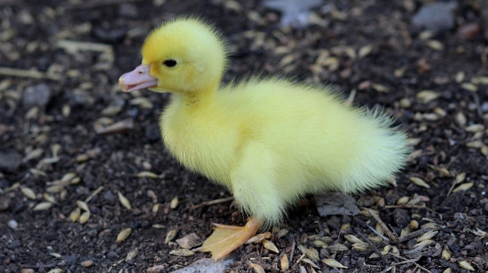 Foto Burung imut-imut margasatwa empuk