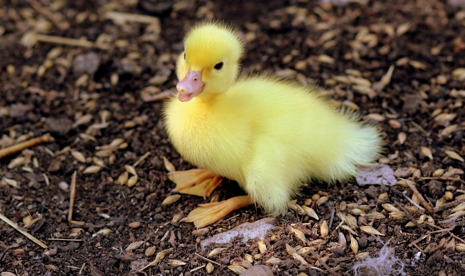 Photo Nature oiseau mignon faune