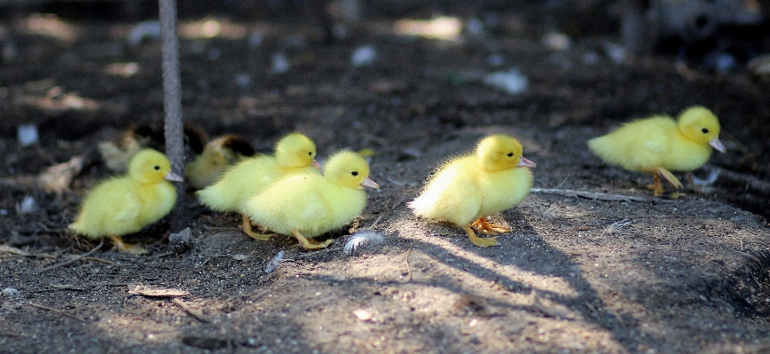 Nature bird leaf flower Photo