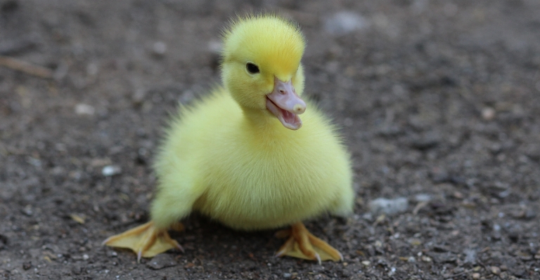 Photo Oiseau mignon faune duveteux