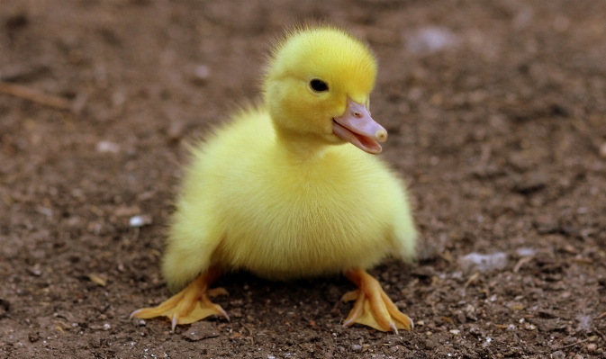 Photo Oiseau mignon faune duveteux