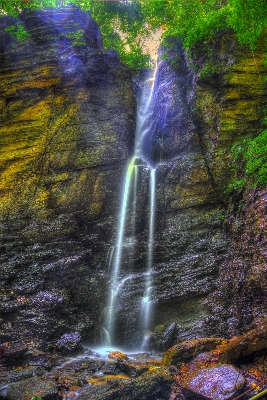 Foto Albero acqua natura foresta