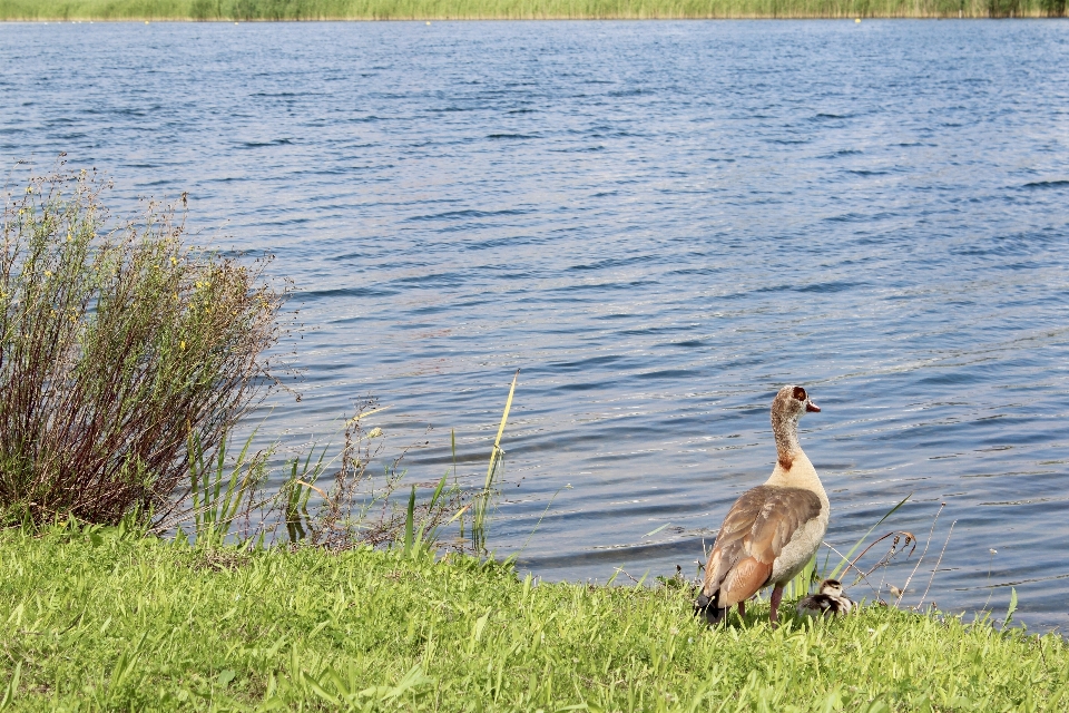 Césped pantano
 pájaro pradera
