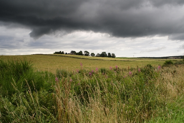 Landscape nature grass horizon Photo