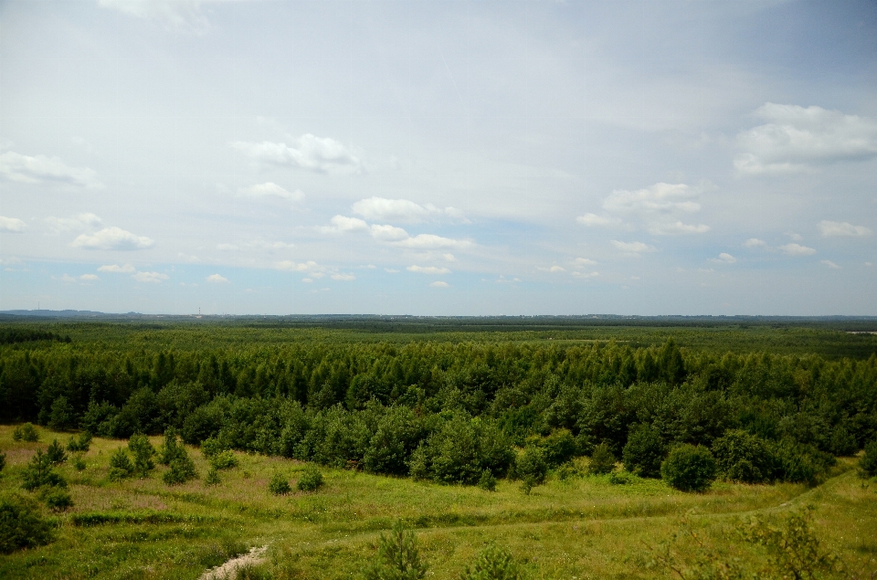 Landscape tree nature forest