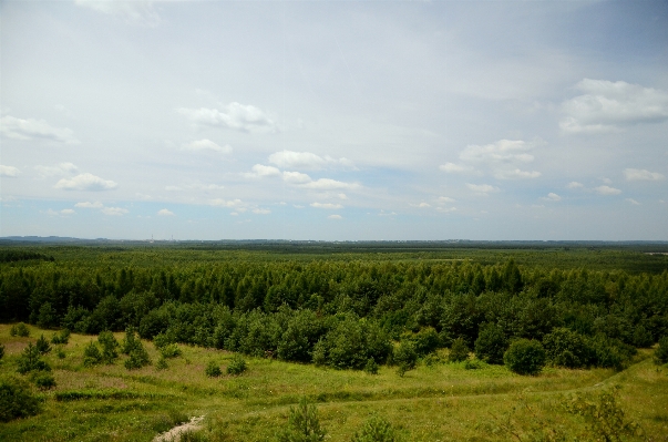 Landscape tree nature forest Photo