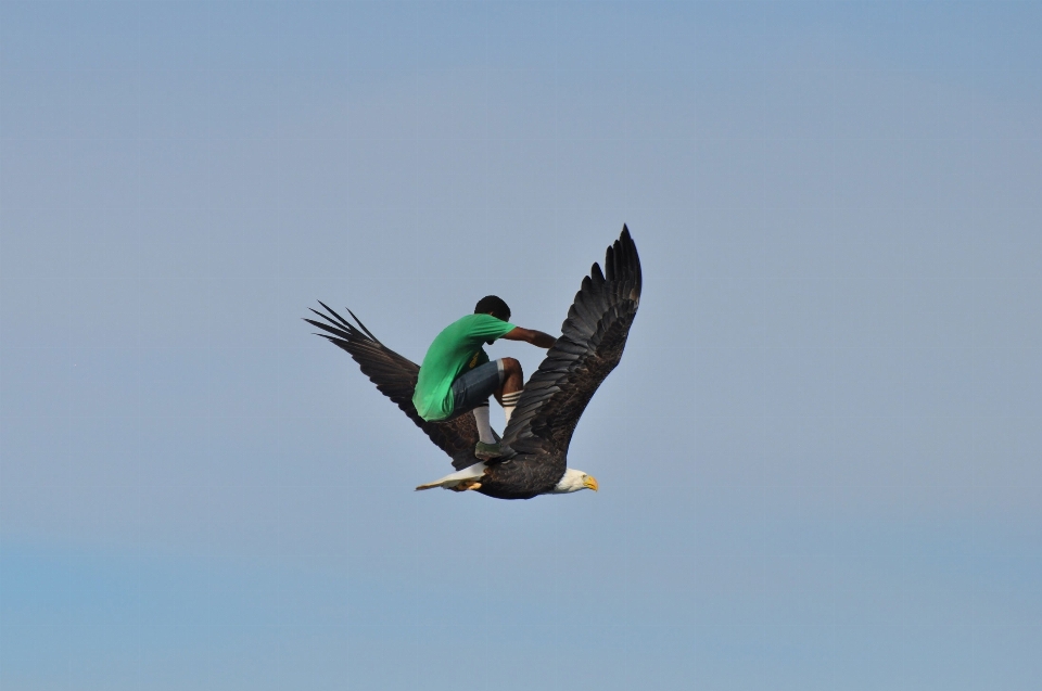 Draussen vogel flügel himmel