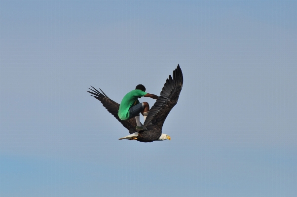 Outdoor bird wing sky Photo