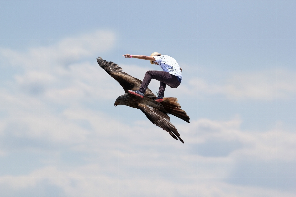 Uccello ala cielo pattinare