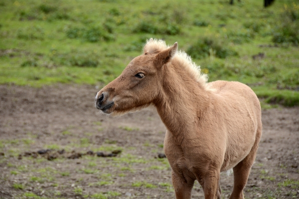 Animal wildlife herd pasture Photo