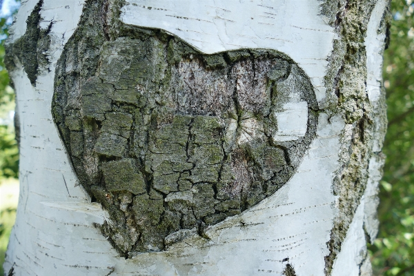 Tree plant wood leaf Photo