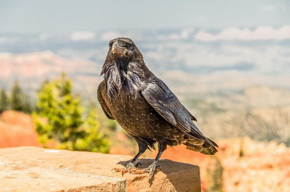 Natur vogel flügel himmel