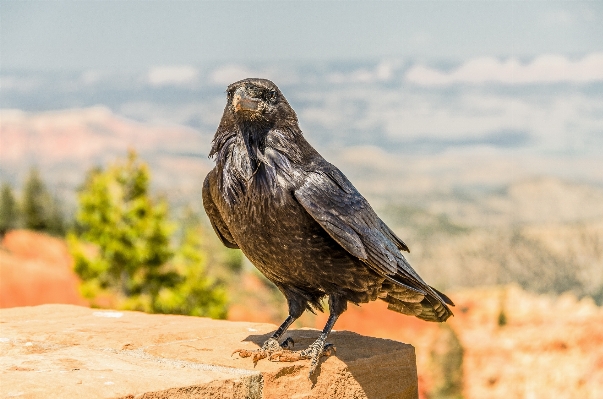 自然 鳥 羽 空 写真