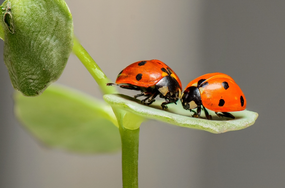 Naturaleza fotografía amar primavera