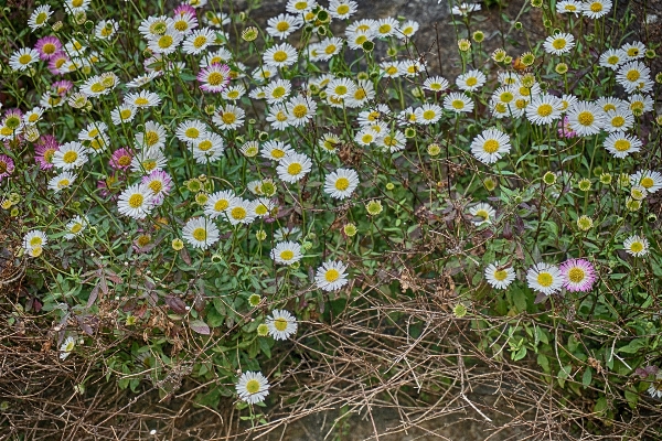 Nature plant field meadow Photo