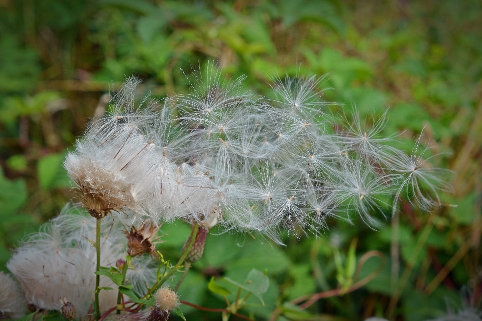 Nature herbe usine prairie
