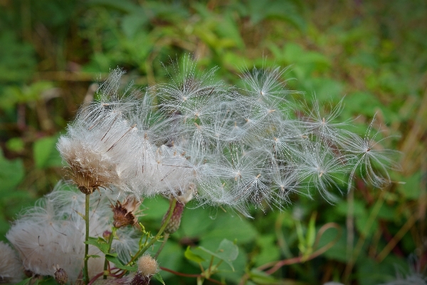 自然 草 植物 草原
 写真