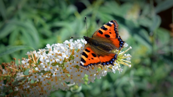 Nature grass blossom wing Photo