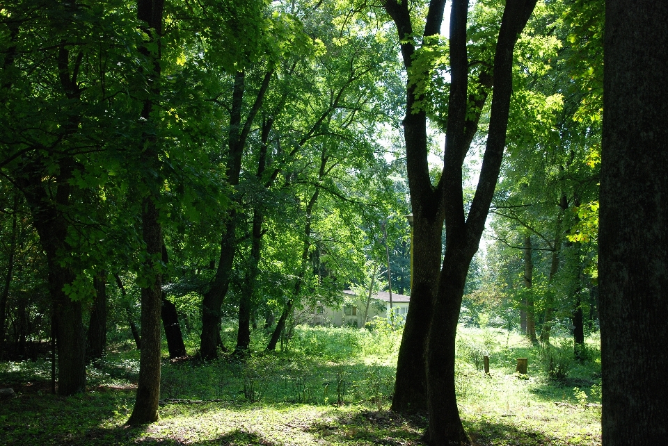 Arbre nature forêt région sauvage
