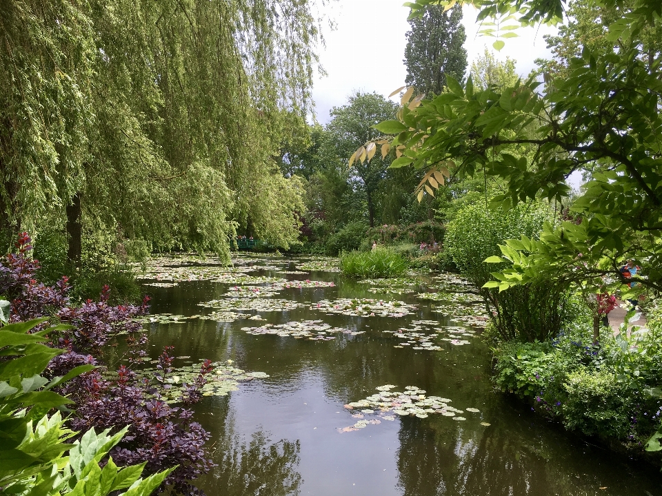 Wasser natur anlage blume