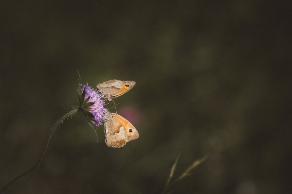 Nature wing photography meadow Photo