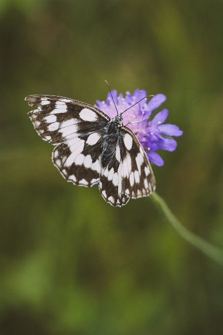 Natura pianta fotografia fiore