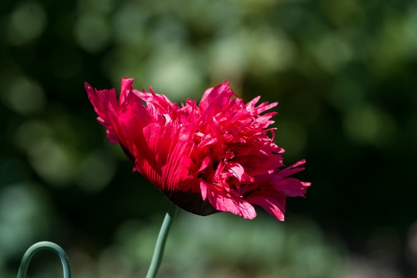 Nature blossom plant photography Photo