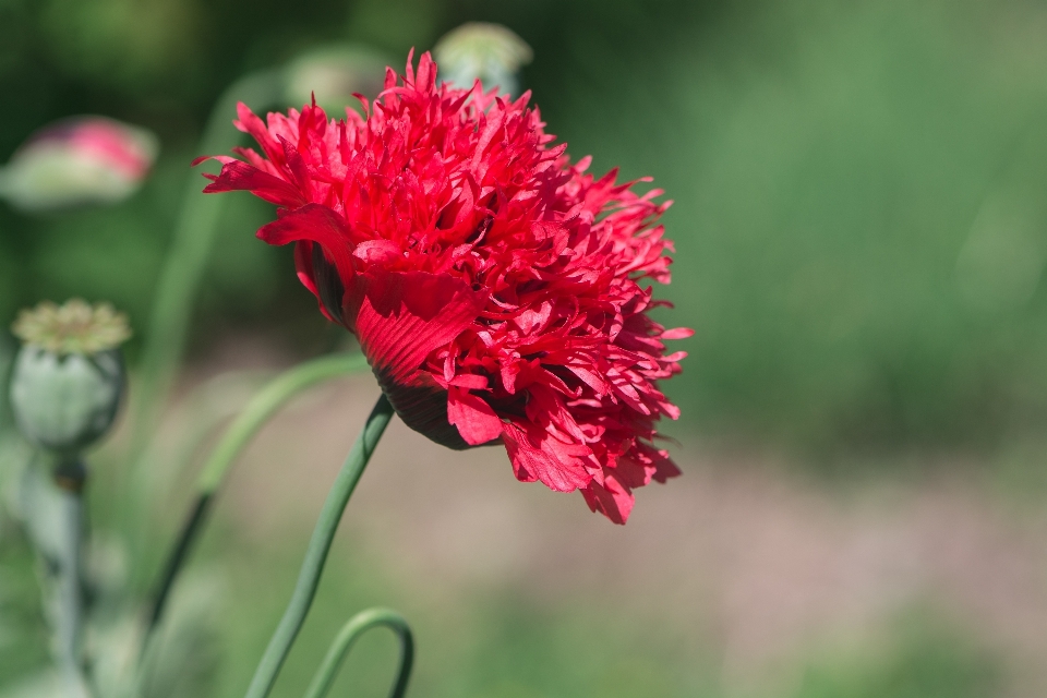 Natura fiore pianta petalo