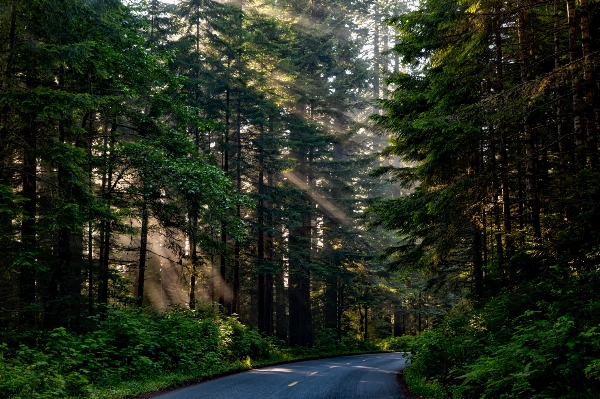 風景 木 自然 森 写真