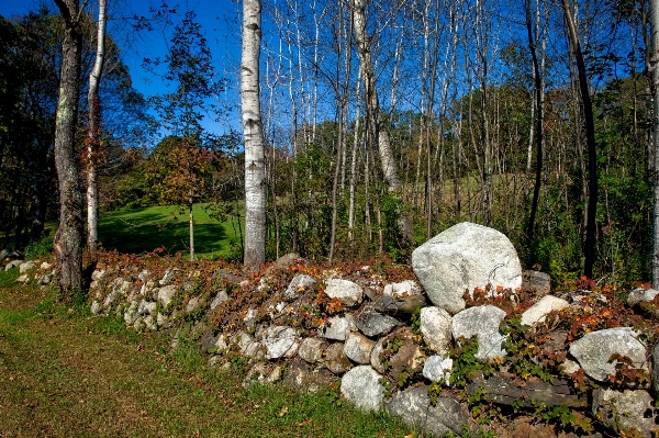 Landscape tree nature forest Photo