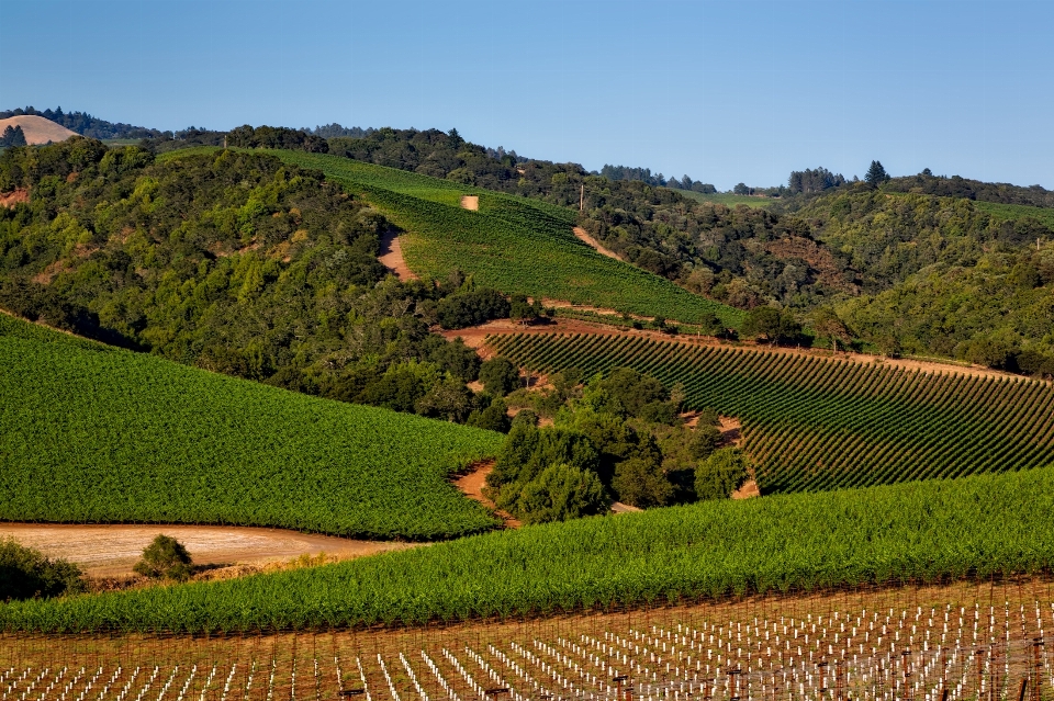 Paesaggio natura erba cielo