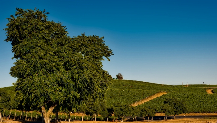 Landscape tree nature plant Photo