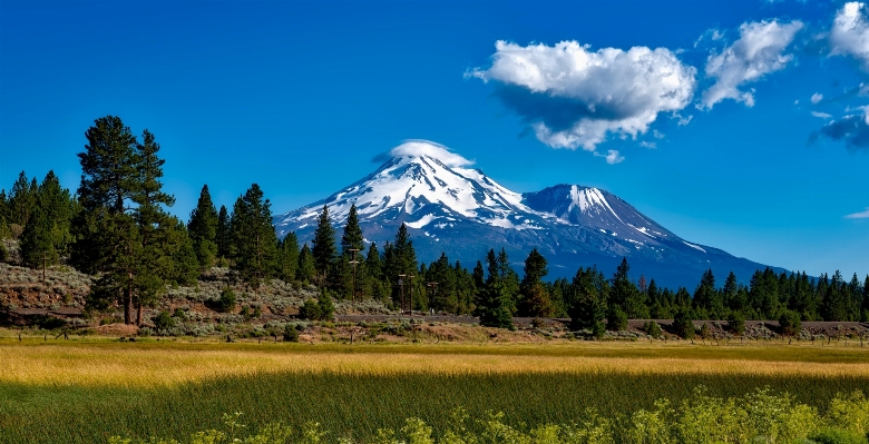 Landscape tree nature forest Photo