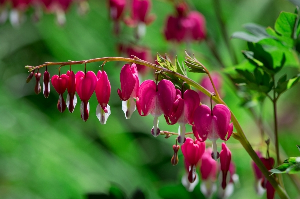 Nature blossom plant leaf Photo