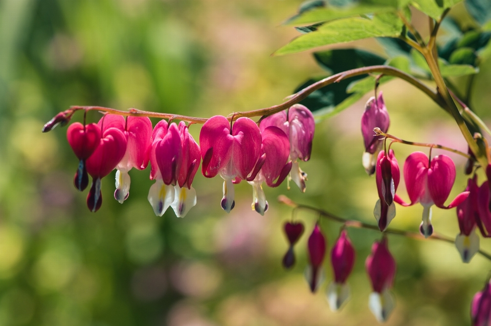 Natur zweig blüte anlage