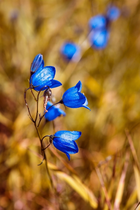 Natura ramo fiore pianta