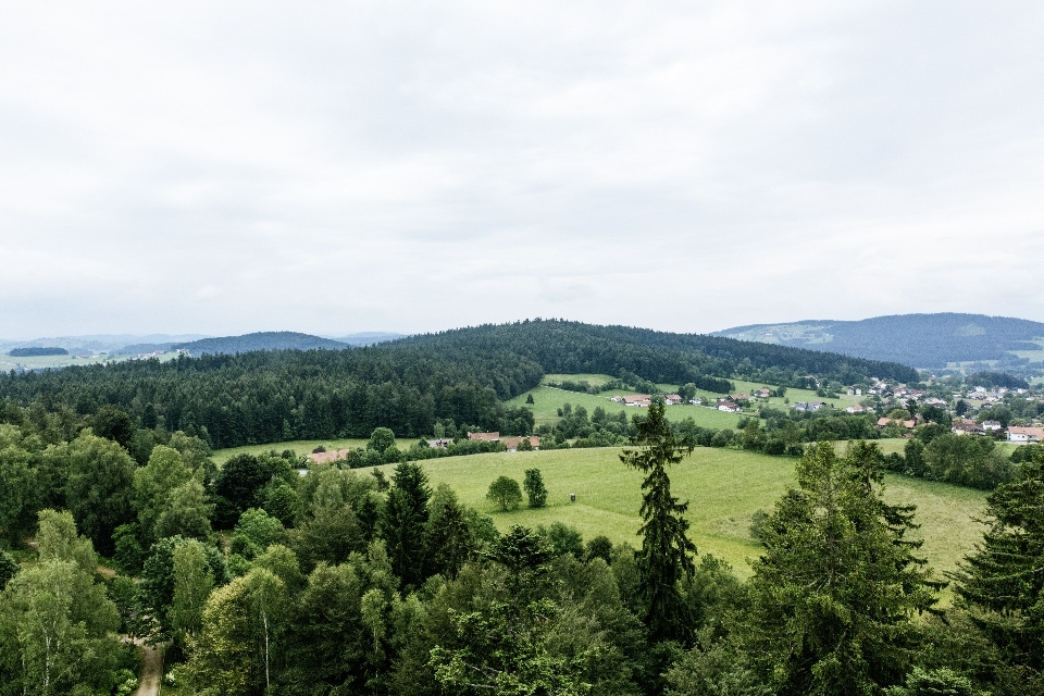 Landschaft baum natur wald