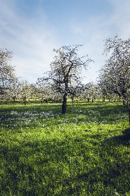 Landscape tree nature forest Photo