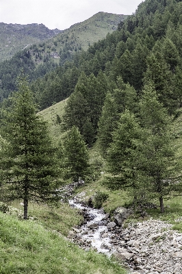 Landscape tree nature forest Photo