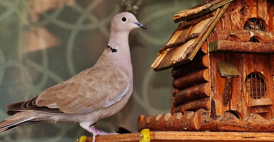 鳥 羽 動物 飛ぶ