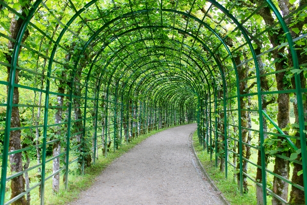 木 植物 農場 アーチ 写真