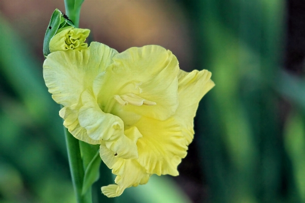 Blossom plant flower petal Photo