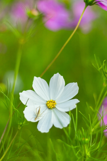 Nature grass blossom plant